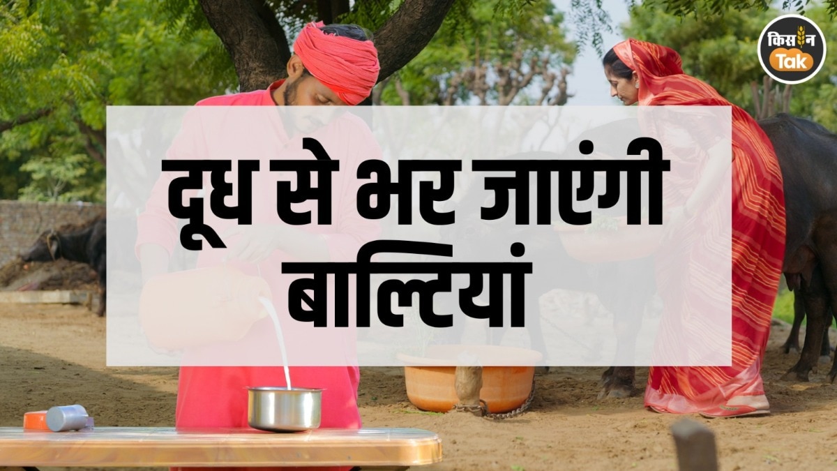 Milk Production: दूध से भरेंगी बाल्टियां, अगर गाय-भैंस की खुराक में शामिल कीं ये दो खास चीज 