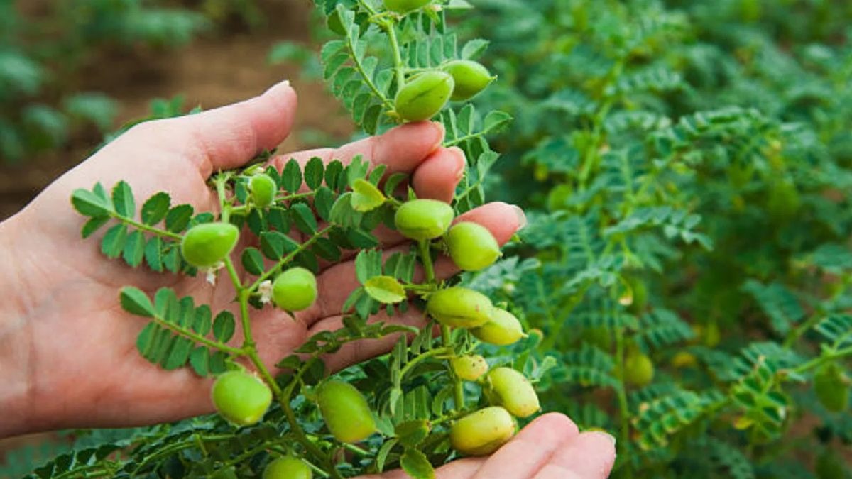 आईएआरआई ने लॉन्च की चना किस्म अश्विनी