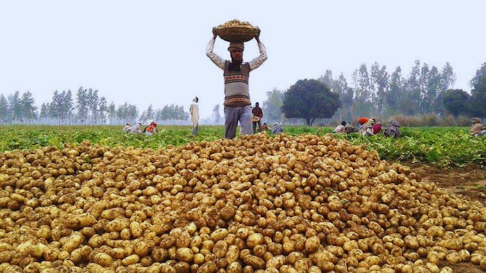 Odisha potato farming