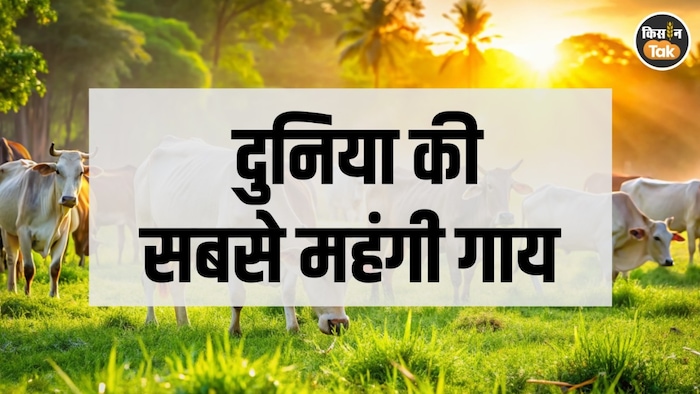 ये है दुनिया की सबसे महंगी गाय