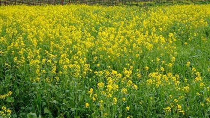 Rabi Sowing Data Wheat Mustard Crops