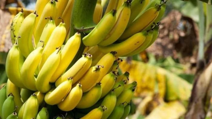 Green, yellow or brown spots? Find out which banana is best