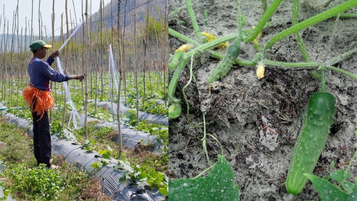 Success Story: मजदूरी करके कमाते थे 10-15 हजार रुपये, अब इस फसल की खेती से कमा रहे लाखों 