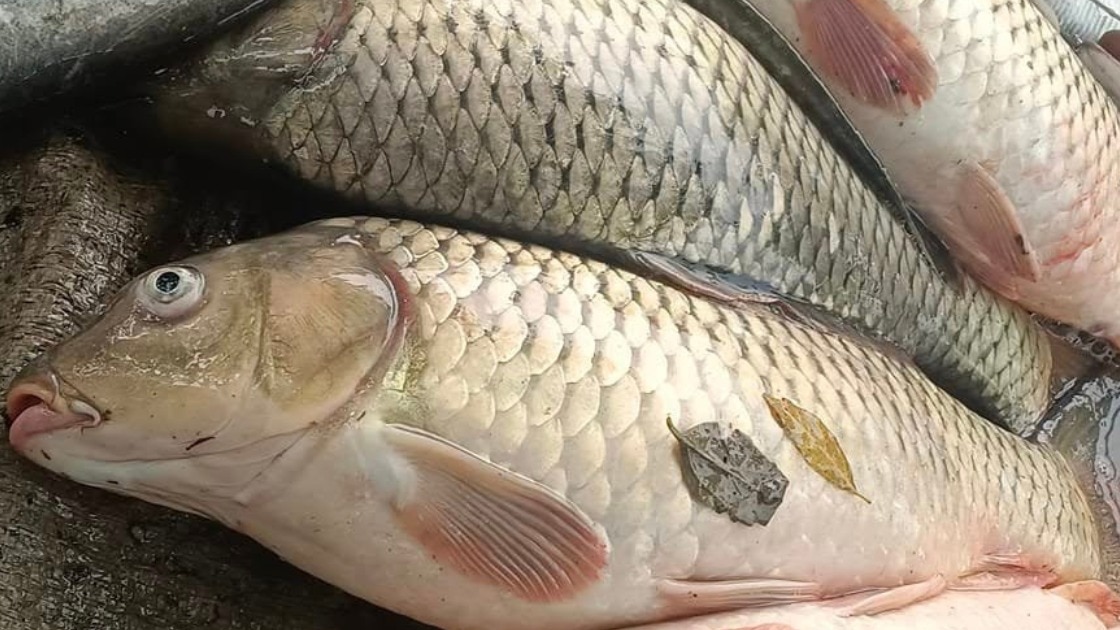  ठंड में मछलियां पानी के नीचे बैठने लगती है (फाइल फोटो)