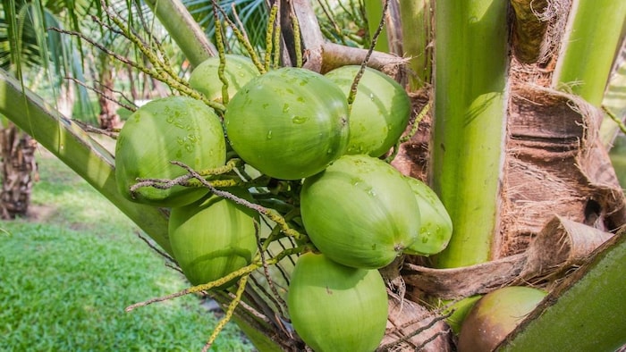 coconut