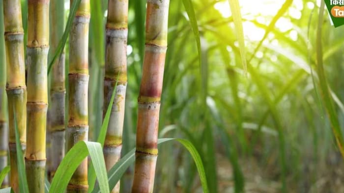 उत्तर प्रदेश की योगी सरकार ने प्रदेश के किसानों को बड़ी राहत दी है (फोटो-किसान तक)