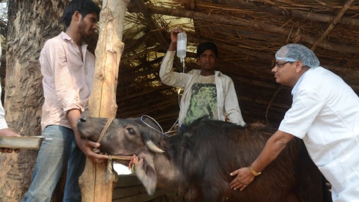 aqi effect on animals