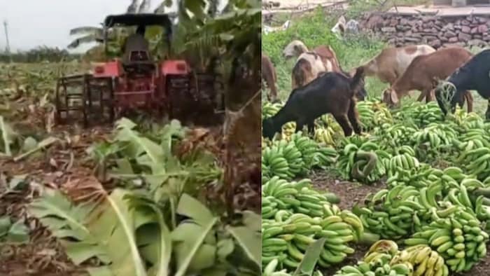anantpur banana farmers