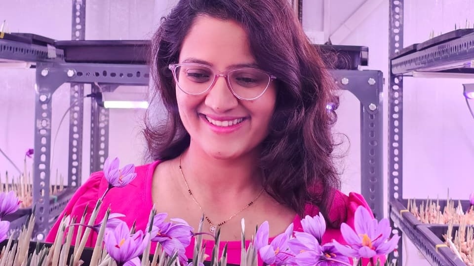 गर्म प्रदेश में उगा केसर: संभाजीनगर की CA प्रिया ने आर्टिफिशियल फार्मिंग से किया कमाल