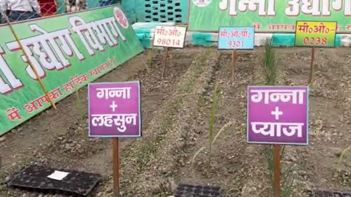 Sugarcane Intercropping