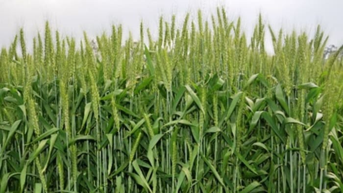 पहाड़ी क्षेत्रों के लिए जलवायु सहिष्णु गेहूं की किस्में फोटो सौजन्य -IARI