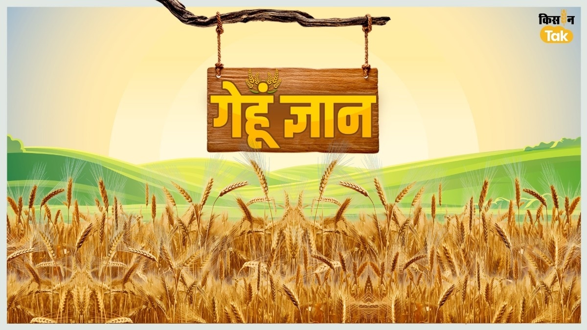 Gehu Gyan Wheat Seed Production