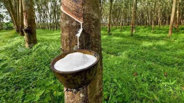 Rubber Board Tripura