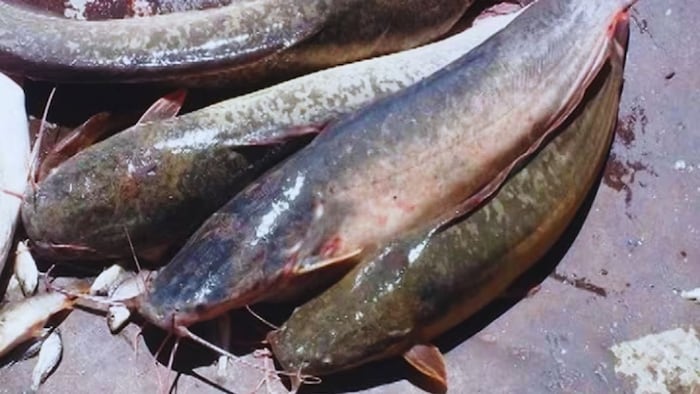 'खतरनाक' मछली