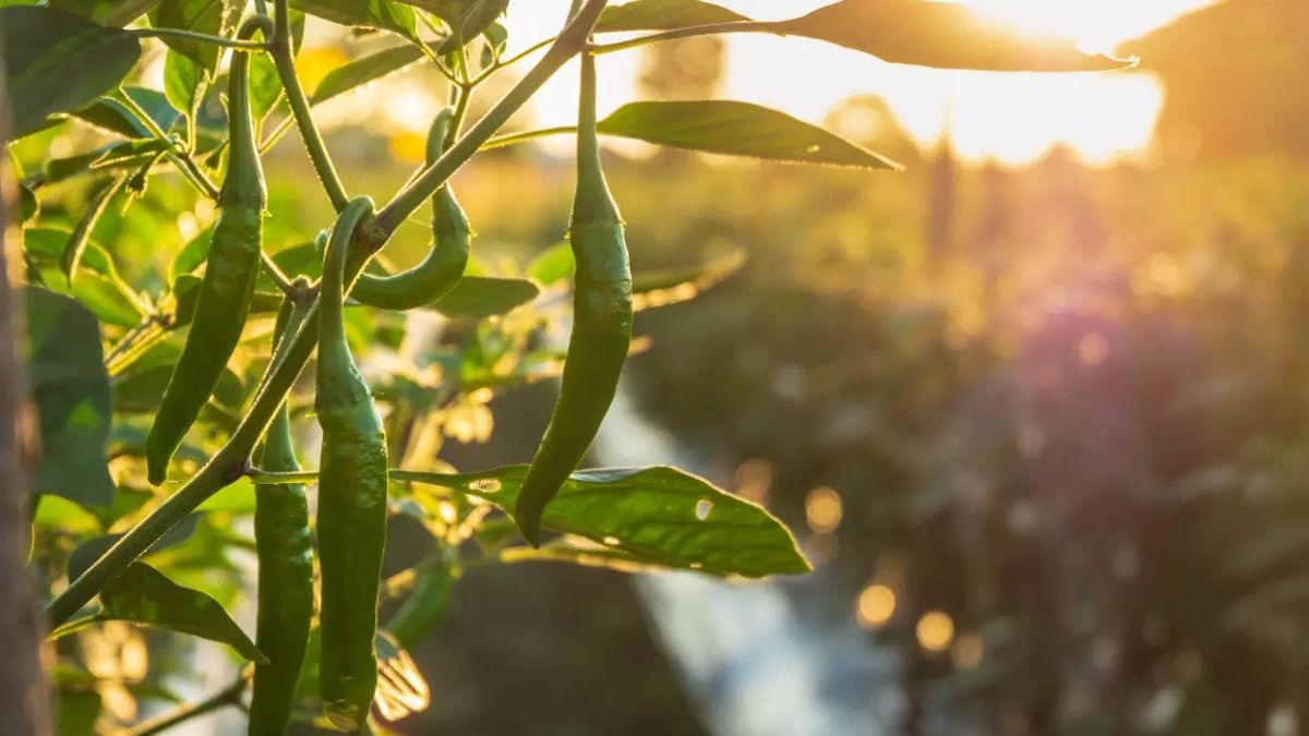 मिर्च की खेती