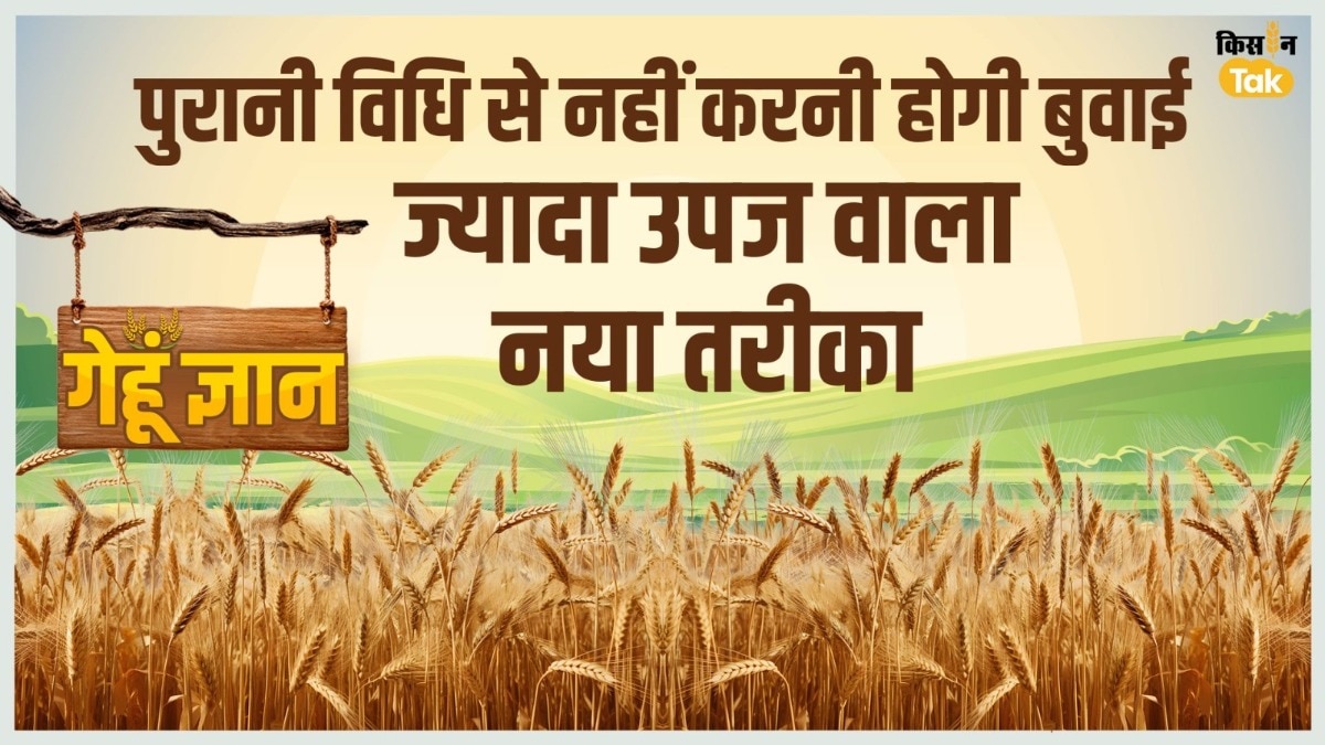 इस तरीके से करें गेहूं की बुवाई, पानी और बीज लगेगा कम, पैदावार मिलेगी बहुत ज्यादा