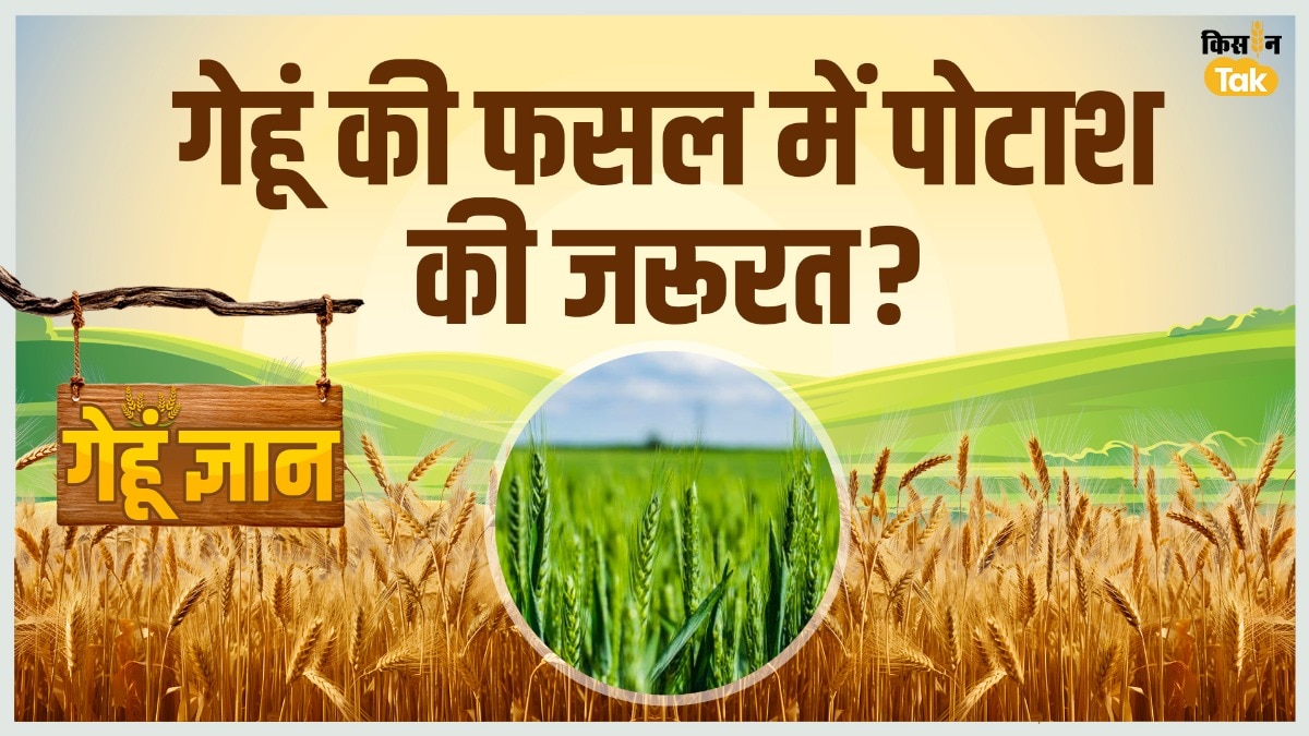 गेहूं की फसल में पोटाश की जरूरत