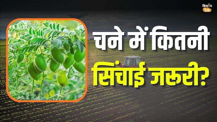 chana ki kheti