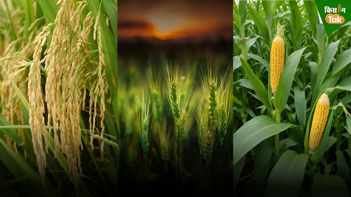 After Flood Tips for kharif and rabi crops