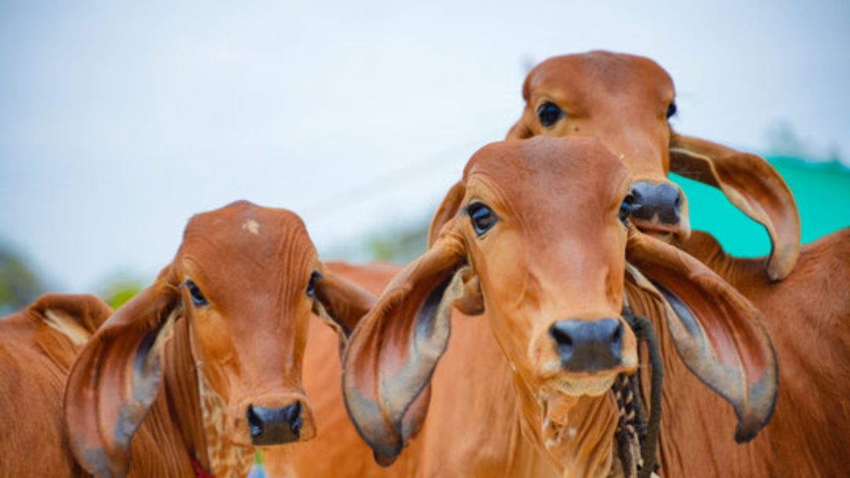 देसी गायों का बढ़ेगा सम्मान