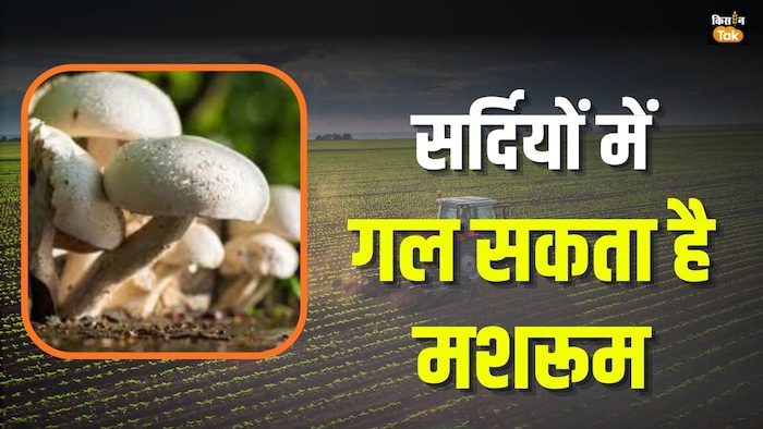 मशरूम की खेती