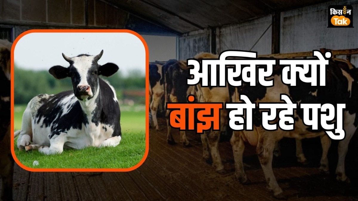 देश में 40 फीसद दुधारू पशु बांझपन के शिकार, सालाना 1 अरब का झटका, जानिए क्या है असली वजह