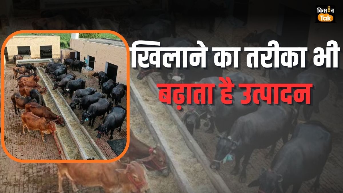 Animal Shed: दूध उत्पादन बढ़ाने में बहुत मायने रखता भैंस और बछड़े के खाने की नांद-शेड का साइज
