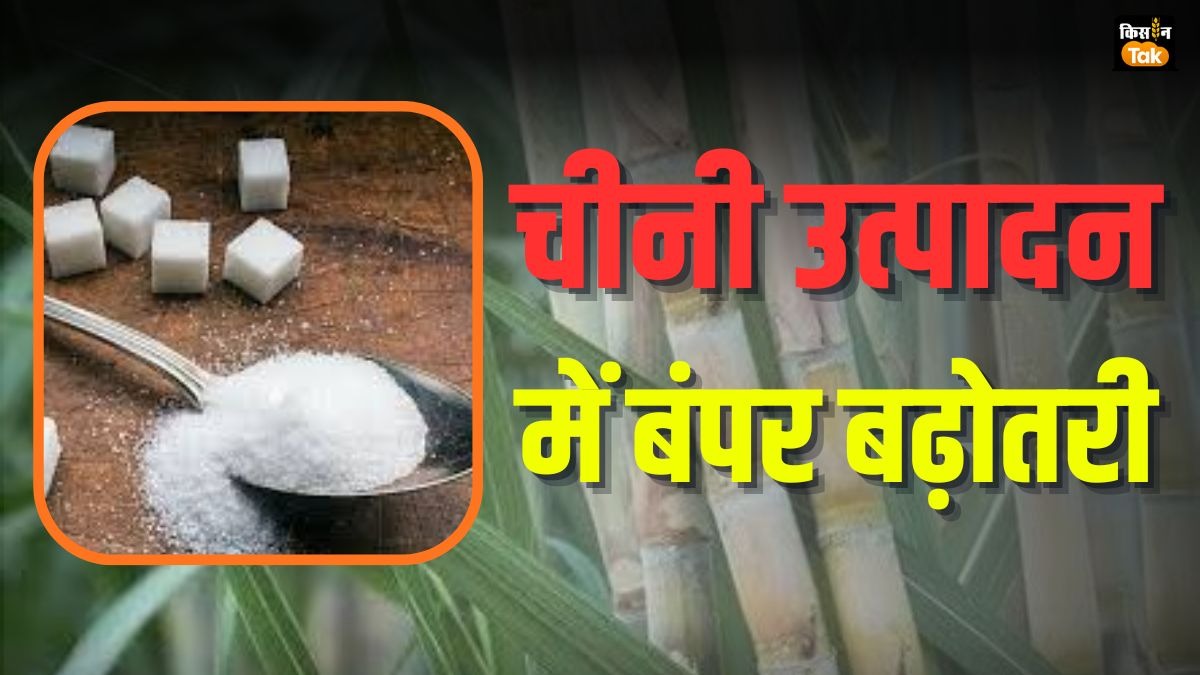 Sugar Production: चीनी का 50 फीसदी बढ़ा उत्पादन, इन राज्यों में हुआ बड़ा इजाफा