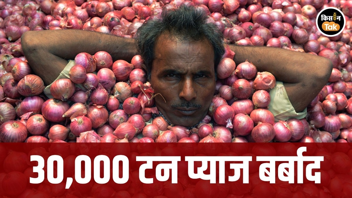  बांग्लादेश ने प्याज इंपोर्ट रोका, बॉर्डर पर फंसा 30,000 टन स्टॉक, एक्सपोर्टर्स को करोड़ों का नुकसान