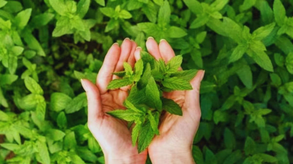 meditional plant farming MP Scheme