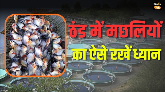 ठंड में मछलियों का ऐसे रखें ध्यान