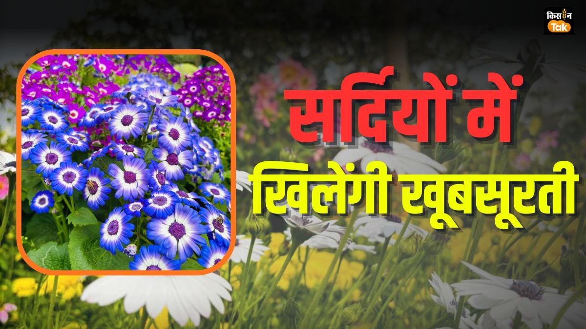 सर्दियों में लगाएं ये फूल