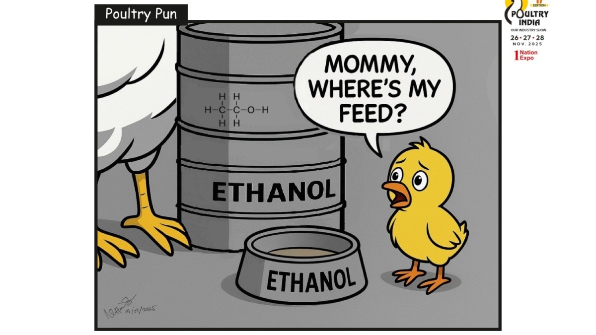 ethanol vs poultry feed