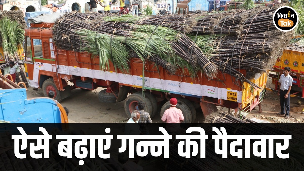 sugarcane farming tips