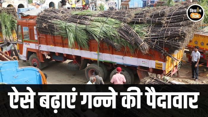 sugarcane farming tips