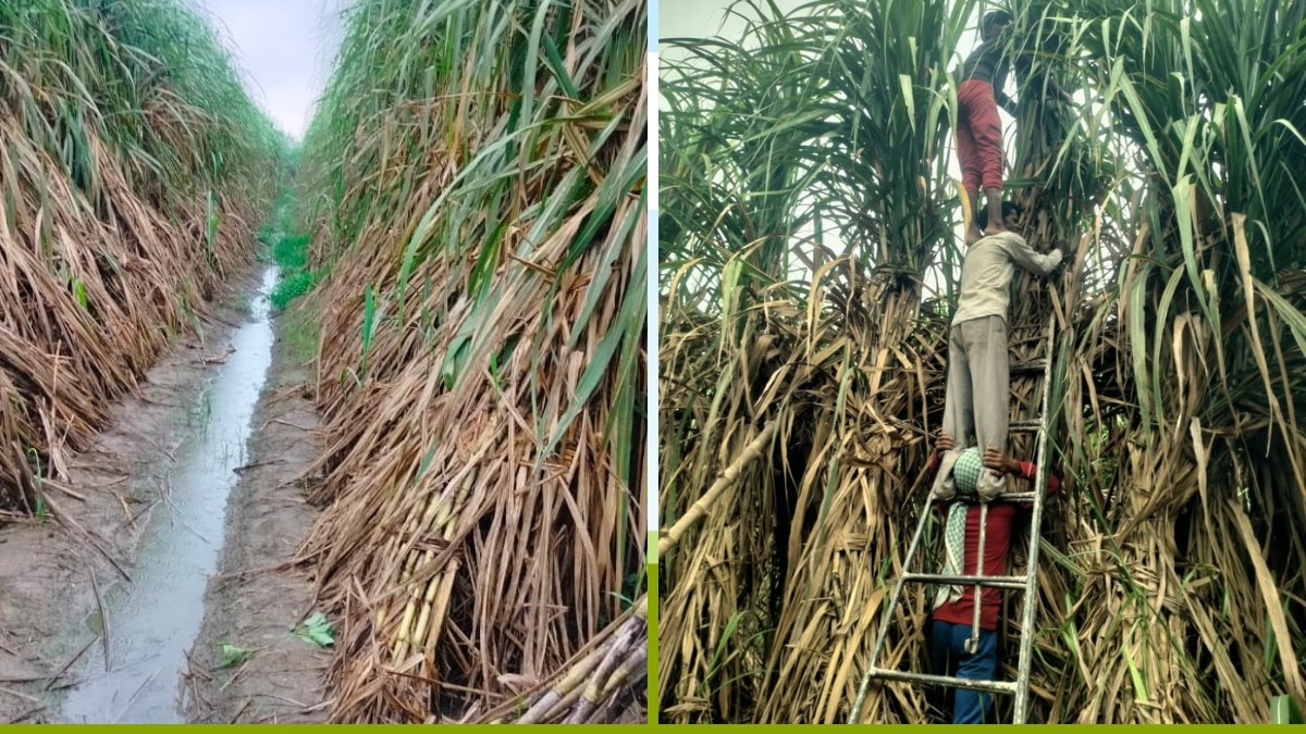 गन्ने की सूखी पत्तियों से किया गया ट्रैश मल्चिंग
