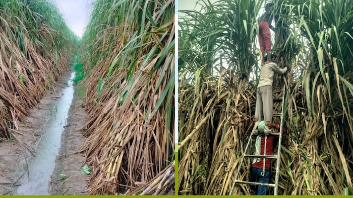 गन्ने की सूखी पत्तियों से किया गया ट्रैश मल्चिंग