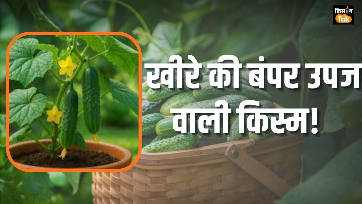 खीरे की खेती