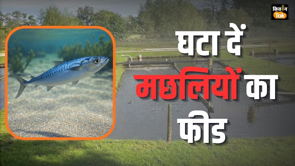 Fish Care: तापमान घटने के साथ ही मछलियों का फीड भी कम कर दें, ये है बड़ी वजह Fish Care: तापमान घटने के साथ ही मछलियों का फीड भी कम कर दें, ये है बड़ी वजह