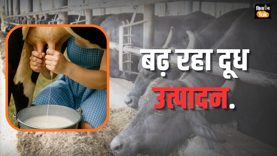 Milk Production Rate: विश्व के मुकाबले भारत में डबल रफ्तार से बढ़ रहा दूध उत्पादन, पढ़ें डिटेल Milk Production Rate: विश्व के मुकाबले भारत में डबल रफ्तार से बढ़ रहा दूध उत्पादन, पढ़ें डिटेल