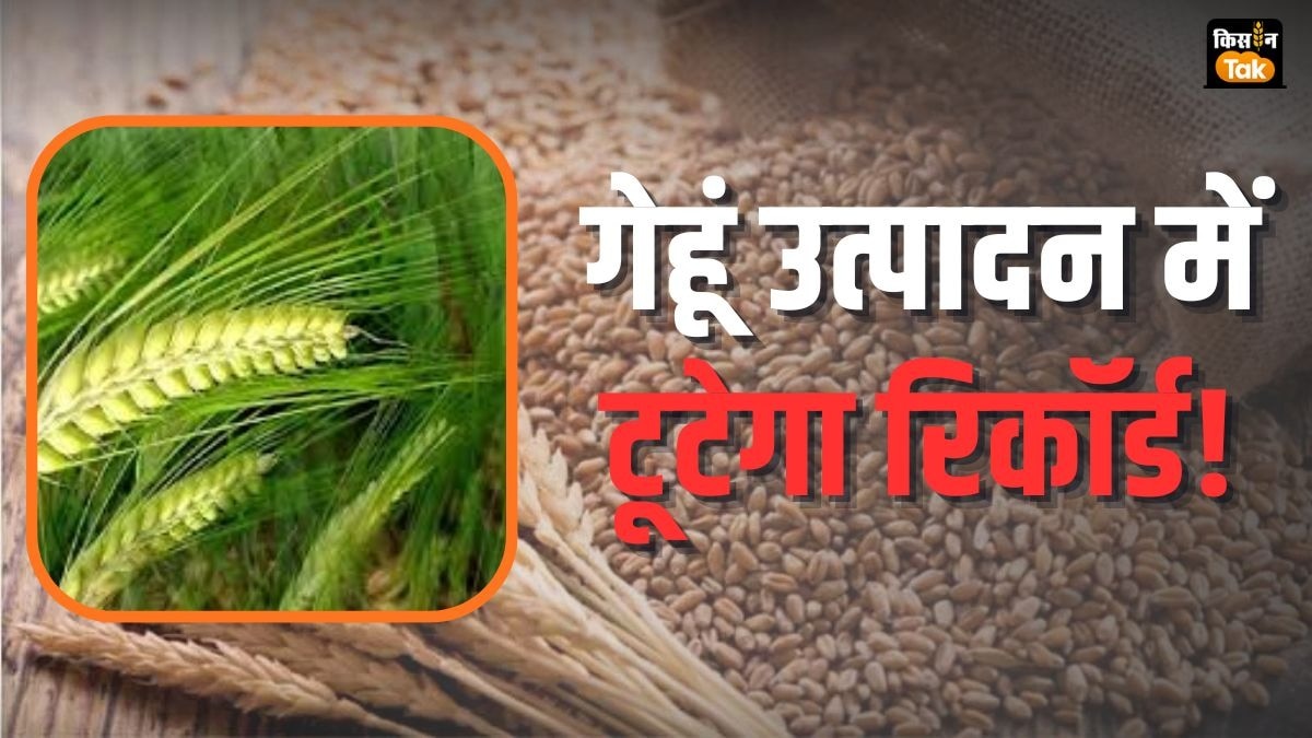 गेहूं फिर से तोड़ेगा पुराने रिकॉर्ड