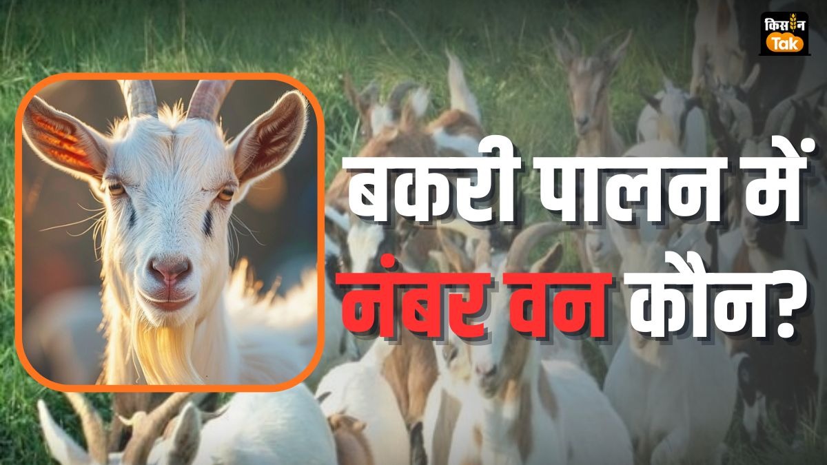 Goat Farming: विश्व बकरी पालन में भारत ने इन देशों को को छोड़ा पीछा, जानें कौन है नंबर वन 