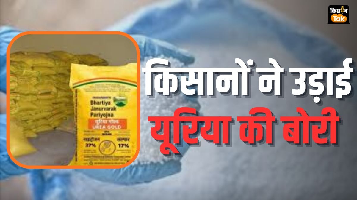 Khad Chori: किसानों ने ट्रक से उड़ा दी 40 बोरी यूरिया, खाद किल्लत का दिया हवाला