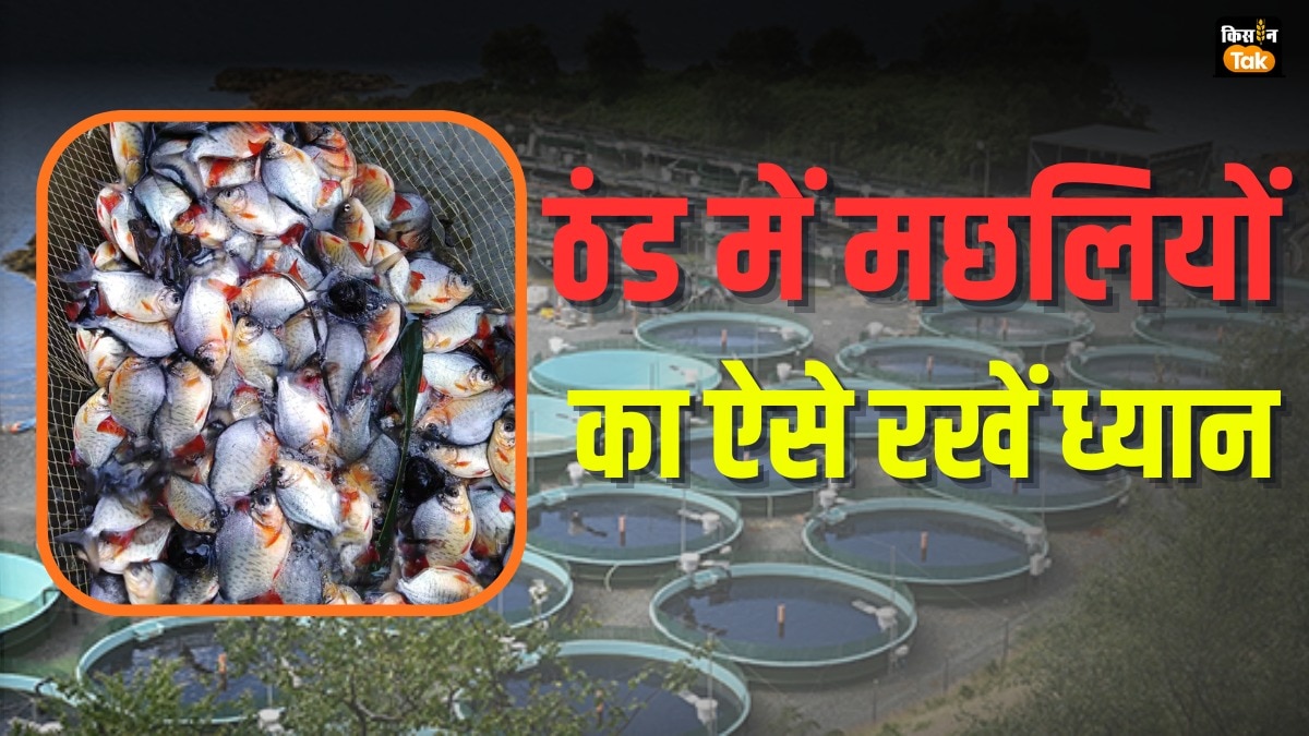 ठंड में मछलियों का ऐसे रखें ध्यान