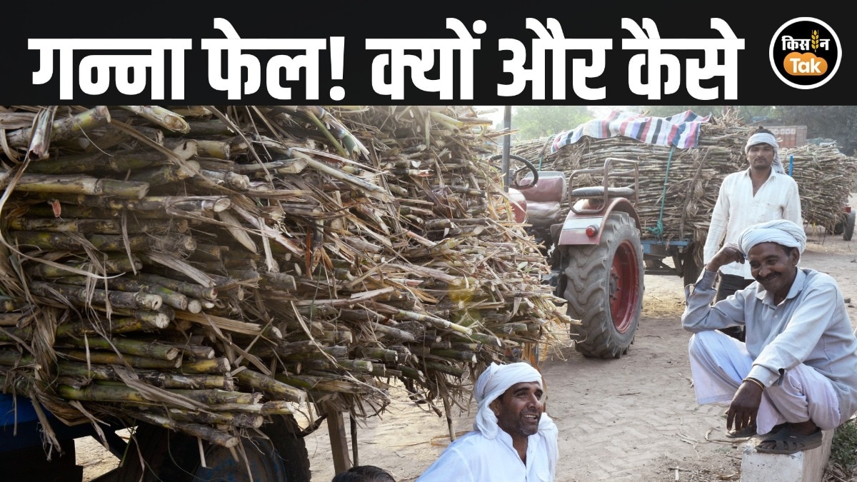 बिहार में गन्ना तीन मोर्चों पर फेल, शुगर इंडस्ट्री भी संकट में—उत्पादन, रेट और बकाया ने बिगाड़ी तस्वीर