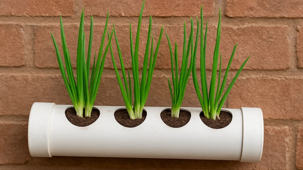 Kitchen Gardening: पीवीसी पाइप में उगाए हरा प्‍याज, कभी खत्‍म नहीं होगा स्‍टॉक 