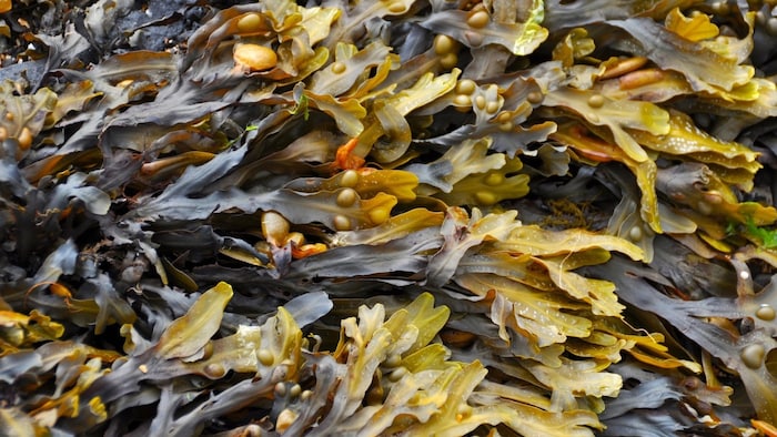 seaweed farming