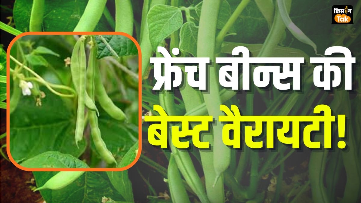 मात्र 66 रुपये में मिलेंगे के फ्रेंच बीन्स के बेस्ट क्वालिटी के बीज, घर बैठे यहां से करें ऑर्डर