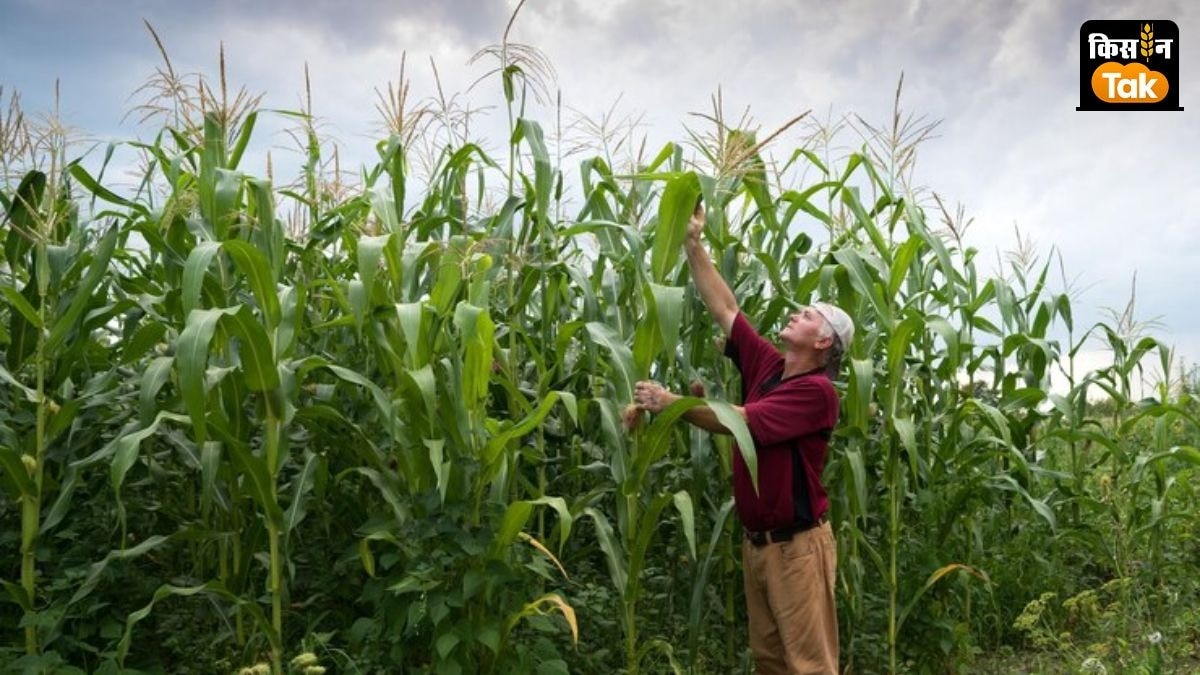 महाराष्ट्र में 5 हजार छोटे किसानों को मक्का की खेती से जोड़ेगी Kellanova, Varaha के साथ शुरु किया प्रोग्राम