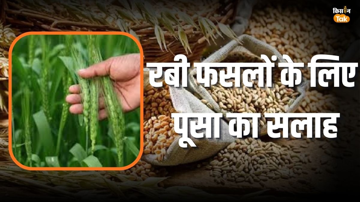 रबी फसलों के लिए पूसा की एडवाइजरी, गेहूं की पछेती किस्मों की खेती के लिए सलाह